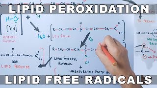 Mechanism of Lipid Peroxidation [upl. by Knipe458]