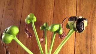 Amaryllis Seed pod production [upl. by Airenahs]