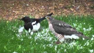 Sparrowhawk and magpie [upl. by Kery]