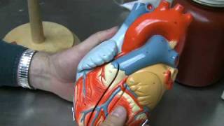 Heart Anatomy Part 1 [upl. by Eimaj]