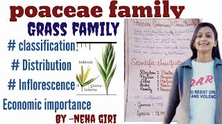 poaceaeGramineaeGrass Family class 11th 12th Bsc  Msc  economic importance by neha giri [upl. by Erv299]