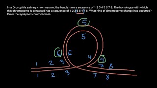 Synapsis of Homologous Chromosomes Explained [upl. by Nimsay436]