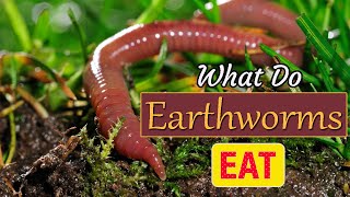 What Do Earthworms Eat How Do Earthworms Help The Soil [upl. by Nyliret]