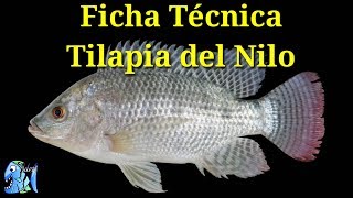 Ficha Técnica Tilapia del Nilo Oreochromis niloticus [upl. by Ecnarual]