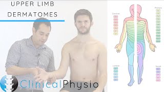 Upper Limb Dermatomes  Clinical Physio [upl. by Jamel109]