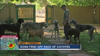 Man and dogs honored for fighting off coyotes [upl. by Kevon]