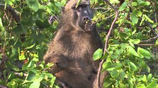 Sound of the African Bushveld Baboons  AFRICAN WILDLIFE [upl. by Candide890]