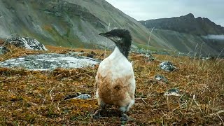 Tiny Guillemot Chicks DeathDefying First Flight  BBC Earth [upl. by Tennes]