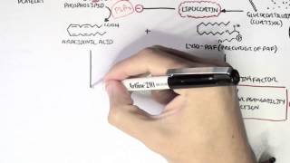 Part I  Aracidonic Acid Metabolites [upl. by Ahsytal]