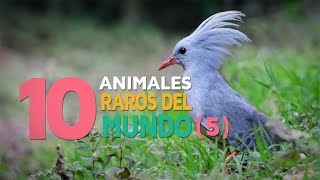 10 Animales raros del mundo  Fascinantes y curiosos 5 🐝 [upl. by Meurer]