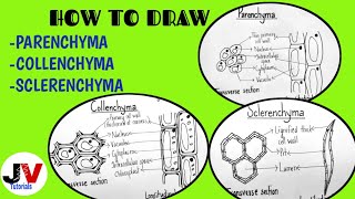 How to Draw Parenchyma Collenchyma and Sclerenchyma  How to Draw Sclerenchyma Tissue Class 9 [upl. by Yroj]