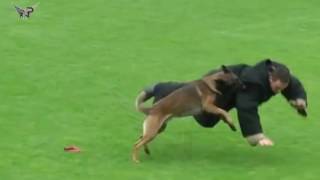 Malinois DOG ATTACK Best Attacks AMAZING [upl. by Dynah]