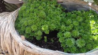 Propagating Alpine Saxifrage [upl. by Eedna]