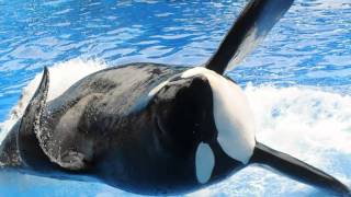 SeaWorld Killer Whale Tilikum Dies [upl. by Ellenhoj]