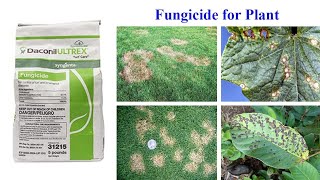 Daconil Ultrex Turf Care Fungicide [upl. by Inele204]