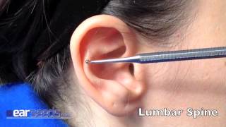 Lumbar Spine Auriculotherapy Ear Point [upl. by Hieronymus605]