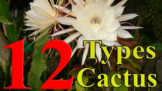 Cactus Plants  12 Types of Cactus you can Grow at Home [upl. by Eveline]