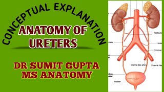 URETER  ANATOMY [upl. by Naomi638]