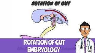 Rotation of Gut embryology [upl. by Belford]