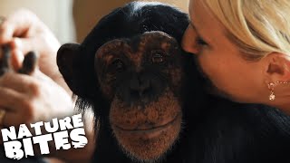 Raising Chimpanzees as Humans  Nature Bites [upl. by Loesceke]