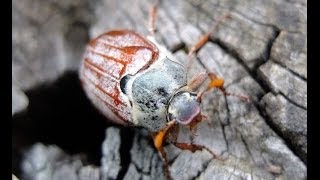 Melolontha melolontha  Cockchafer  Feldmaikäfer [upl. by Takara]