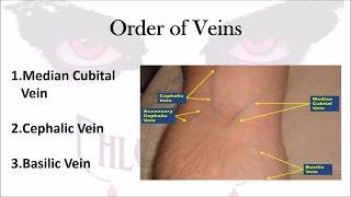 Phlebotomy The Order of Veins [upl. by Arbrab223]