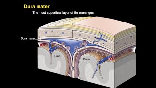 Meninges and Dural venous sinuses [upl. by Adamek]