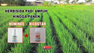 Aplikasi Herbisida Nomine campur Ricestar [upl. by Lowson]