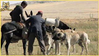 Livestock Guardian Dog Origin [upl. by Marie708]