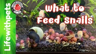 What To Feed Snails [upl. by Lienad]