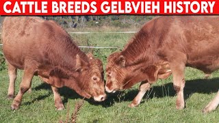 ⭕ Cattle Breeds GELBVIEH History ✅ Cattle Gelbvieh  Bulls [upl. by Junji]