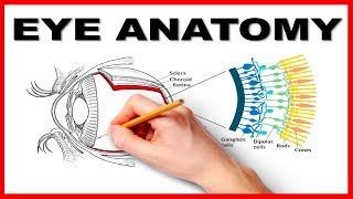 Eye Anatomy and Function  Made Easy [upl. by Nanor914]