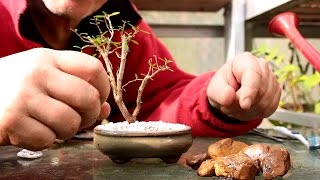 Starting Three New Bonsai Trees [upl. by Aunson]