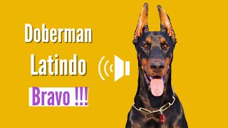 Doberman Latindo muito Bravo Latindo Alto [upl. by Enimasaj850]