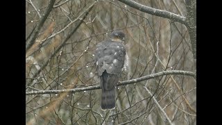 Sparrowhawk hunting technique [upl. by Nora]