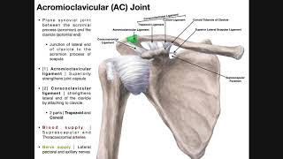 The Acromioclavicular AC Joint  Anatomy and Function [upl. by Mittel929]