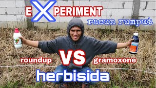 Herbisida racun rumput sistemik dan kontak paling ampuh [upl. by Haldes207]