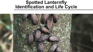 Spotted Lanternfly  Identification and Life Cycle [upl. by Felske]