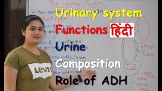 Urinary system in Hindi  urine composition  functions  organs  Rajneet medical education [upl. by Ybbob]