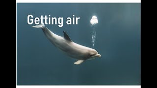 How do whales and dolphins breathe  Prof TRACEY ROGERS UNSW Sydney Australia [upl. by Rosie]