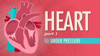 The Heart Part 1  Under Pressure Crash Course Anatomy amp Physiology 25 [upl. by Nudnarb]