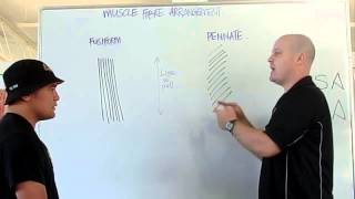 Muscle fiber arrangement PCSA ACSA [upl. by Asined]