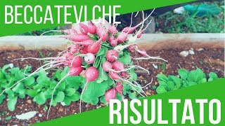 HO RACCOLTO I RAVANELLI IN 15 GIORNI 😉😉😉 ECCO IL TRUCCO  ORTO E GIARDINAGGIO [upl. by Ecnerat]