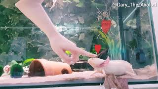 Axolotl likes being pet [upl. by Syxela]