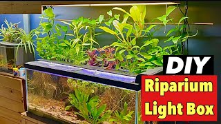 How to make a DIY Riparium light box [upl. by Aeki]