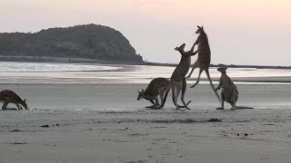 Kangaroos Caught Fighting On Australian Beach [upl. by Ibrik741]