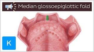 Median glossoepiglottic fold  Anatomical Terms Pronunciation by Kenhub [upl. by Ailatan]