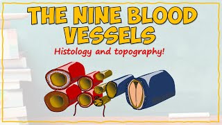 Blood Vessel Histology and Topography [upl. by Lindemann905]