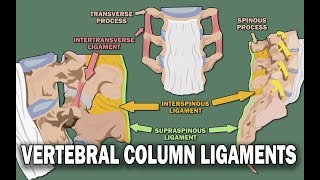 VERTEBRAL COLUMN ANATOMY 22  Ligaments and the Spinal Cord [upl. by Willumsen]