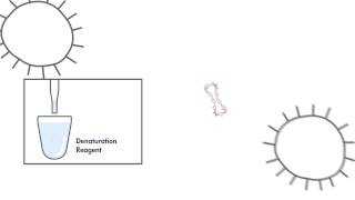 Watch QIAGEN’s digene HC2 HighRisk HPV DNA Test [upl. by Michigan748]